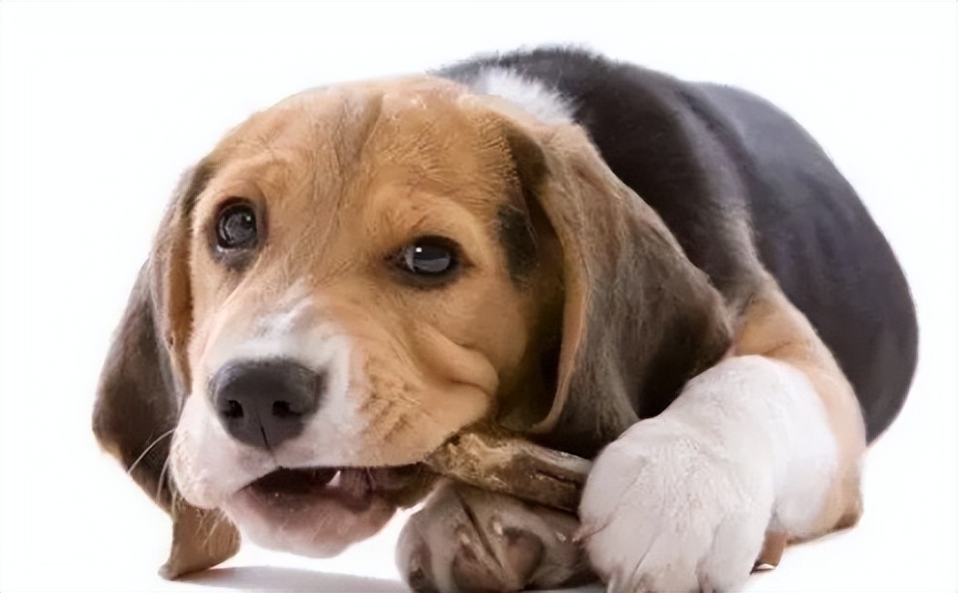 狗狗吞食异物一星期还能催吐么,怎么判断狗狗是否吞了异物