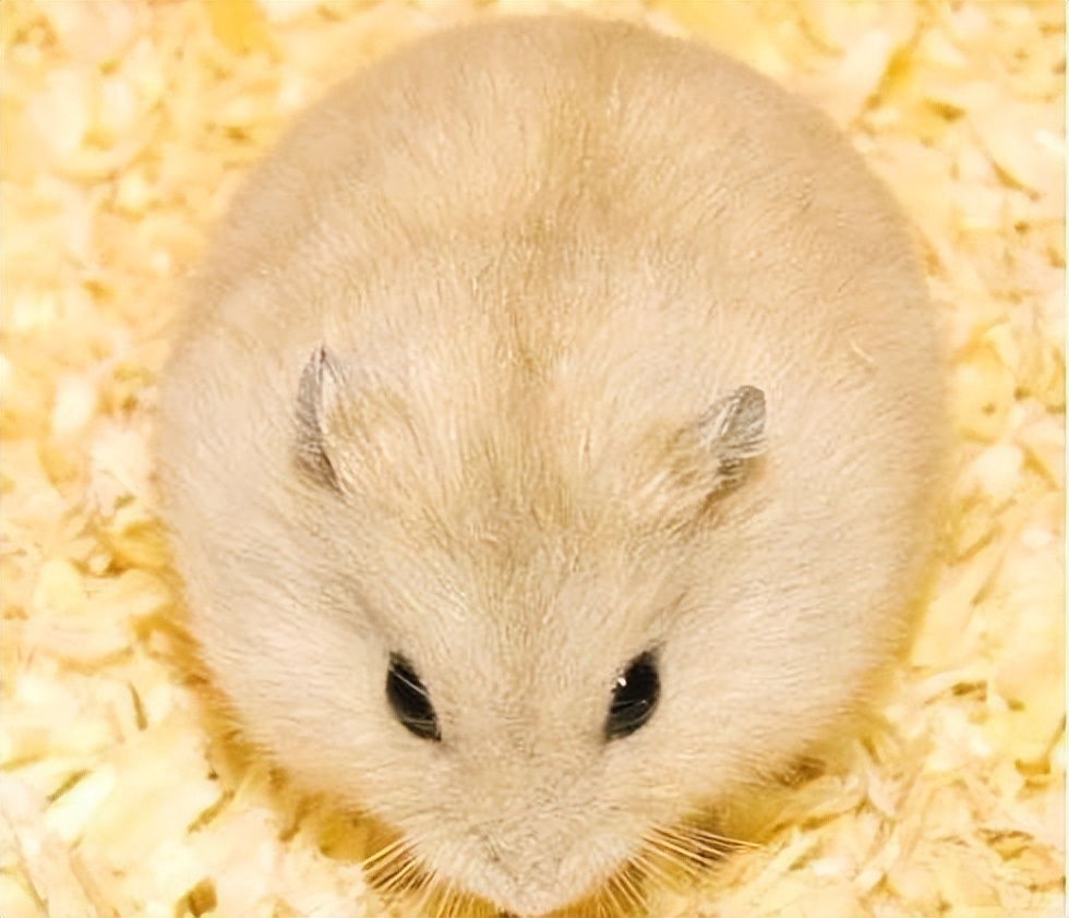 布丁鼠认主人吗,布丁鼠是不是很懒