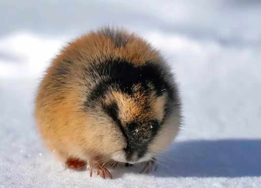 为什么农村的老鼠会消失,农村看不到老鼠了怎么回事