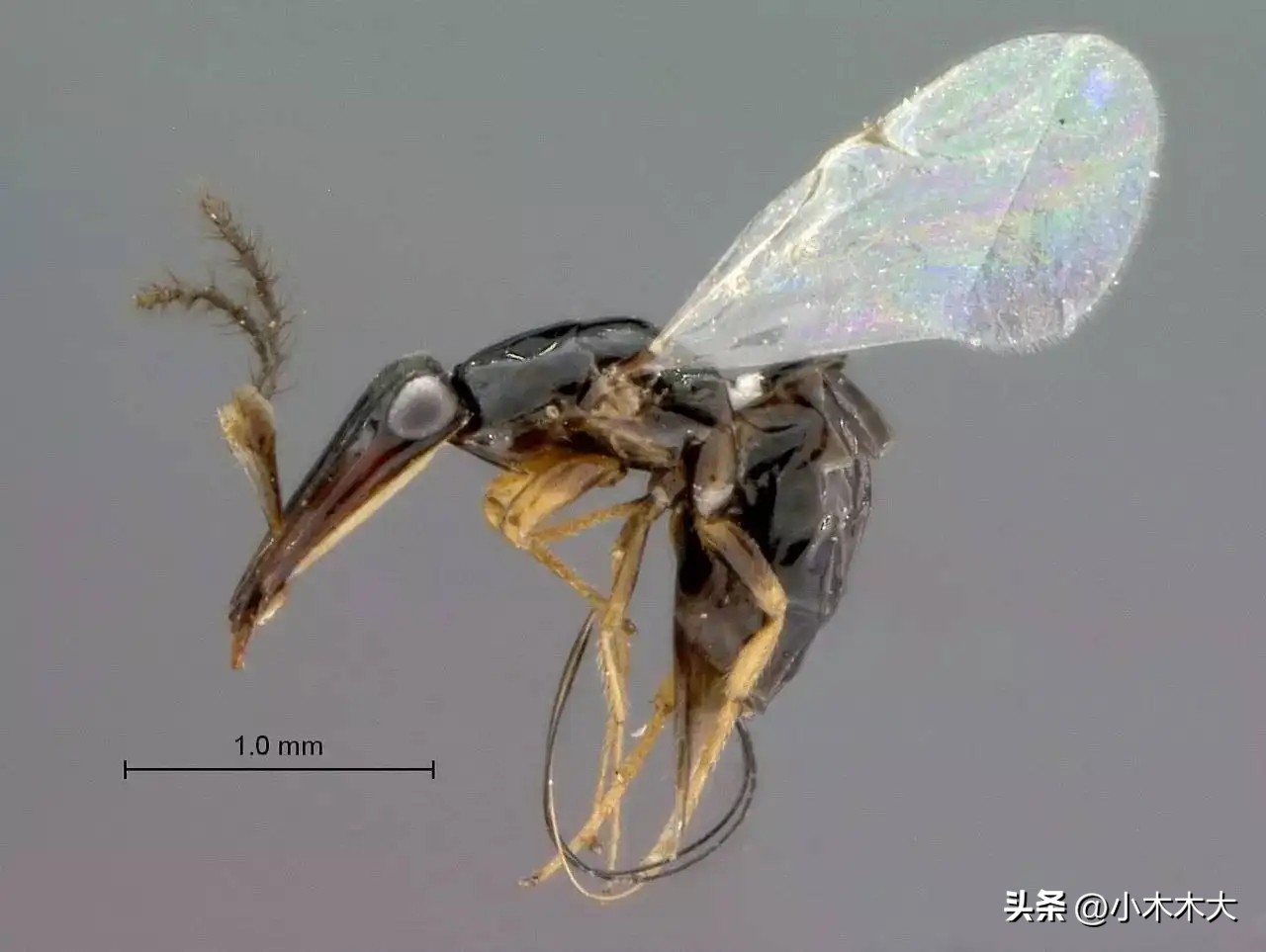 走进果实的世界我发现了什么,走进无花果的世界