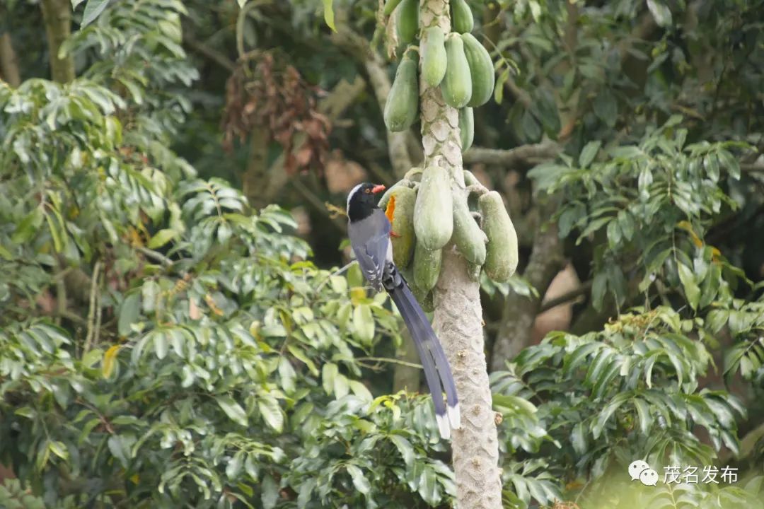 浙江神奇物种,茂名发现新物种