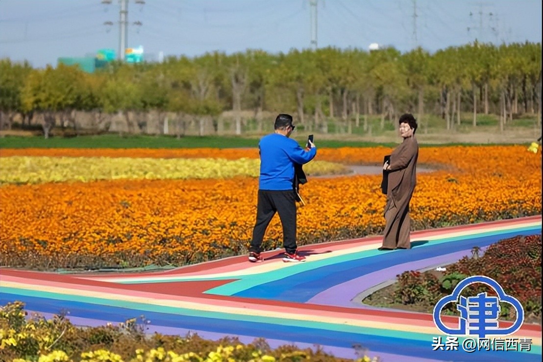 【津云镜头】空港七彩花田：深秋绽放格外鲜艳