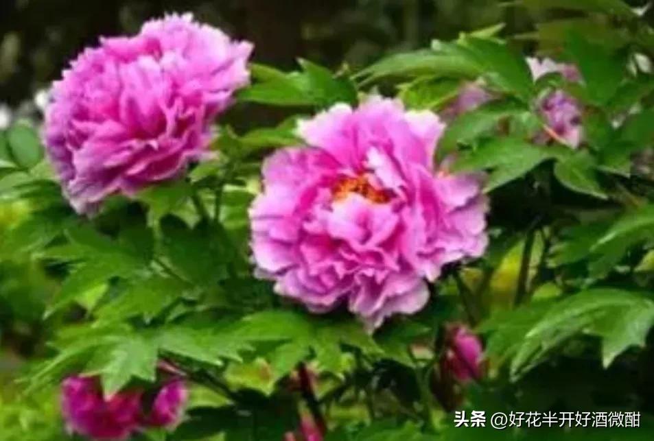 好花半开好酒微酣情深不寿惠及必伤