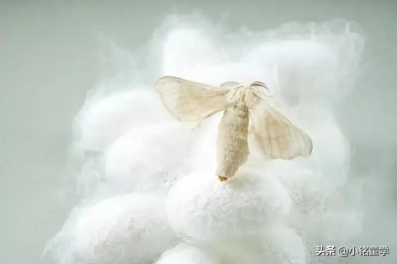 重磅真丝和普通真丝哪个好,重磅真丝比一般真丝质量好吗