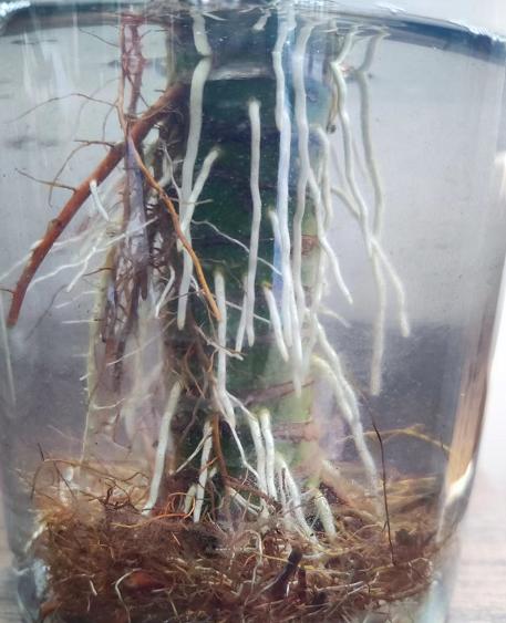 土养富贵竹叶子不绿施什么肥好,富贵竹叶子不绿了怎么回事