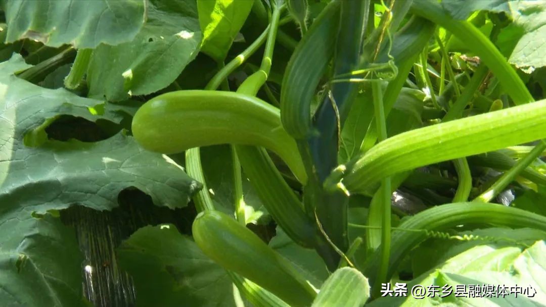 【调结构兴产业强三农】东乡县龙泉镇：蔬菜长势喜人致富“丰”景美好