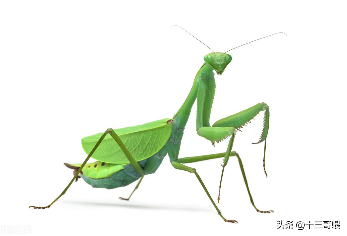 昆虫记螳螂死亡,昆虫记螳螂的特征和生活习惯