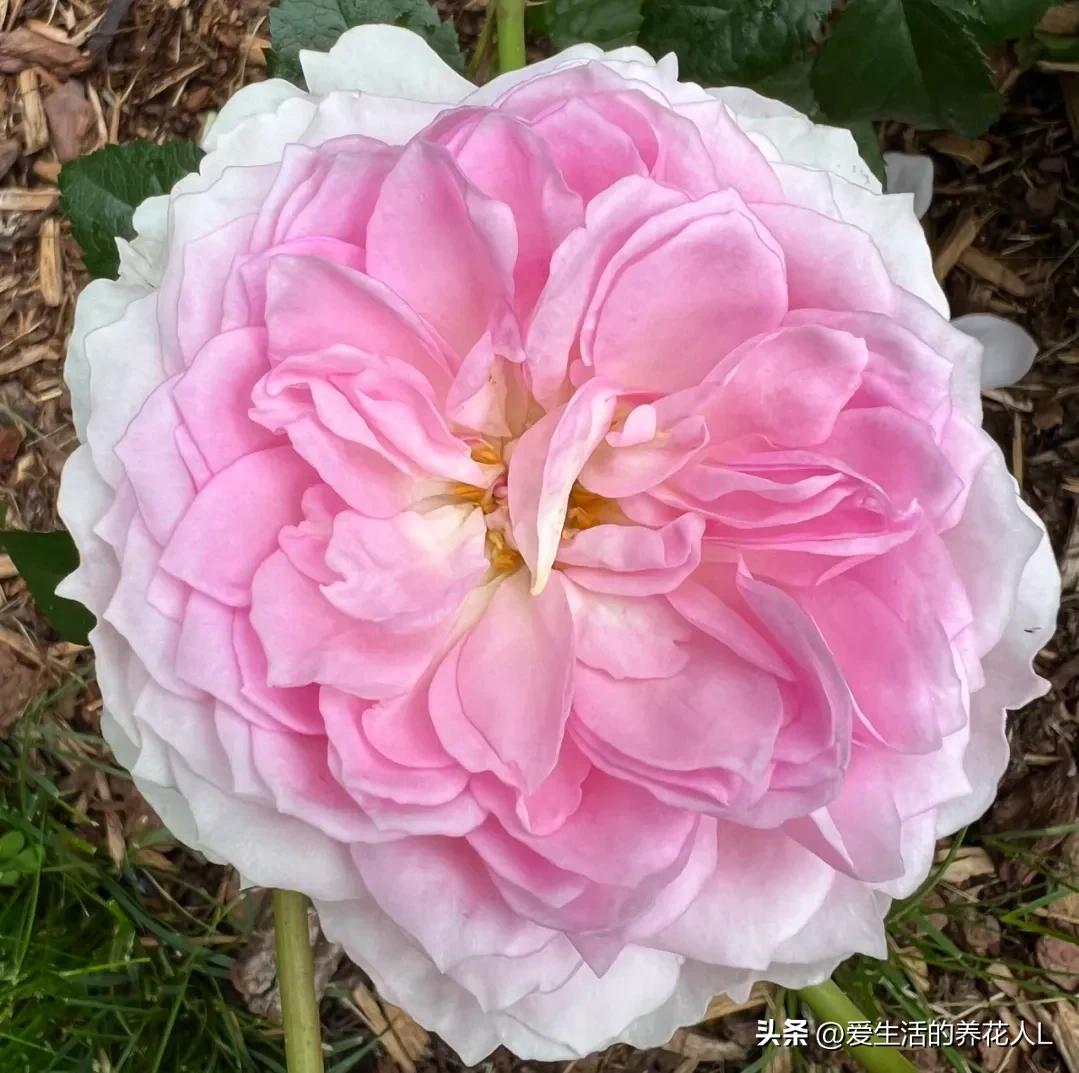 五彩斑斓颜色艳丽的月季花图片,各种色彩缤纷艳丽的月季花图片