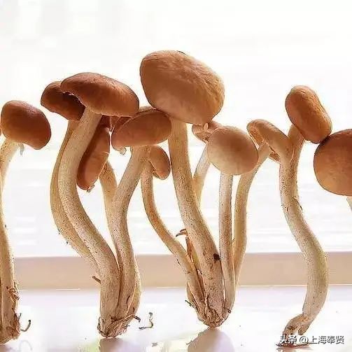 孕妈健康食谱,孕妈应该怎么饮食对宝宝好