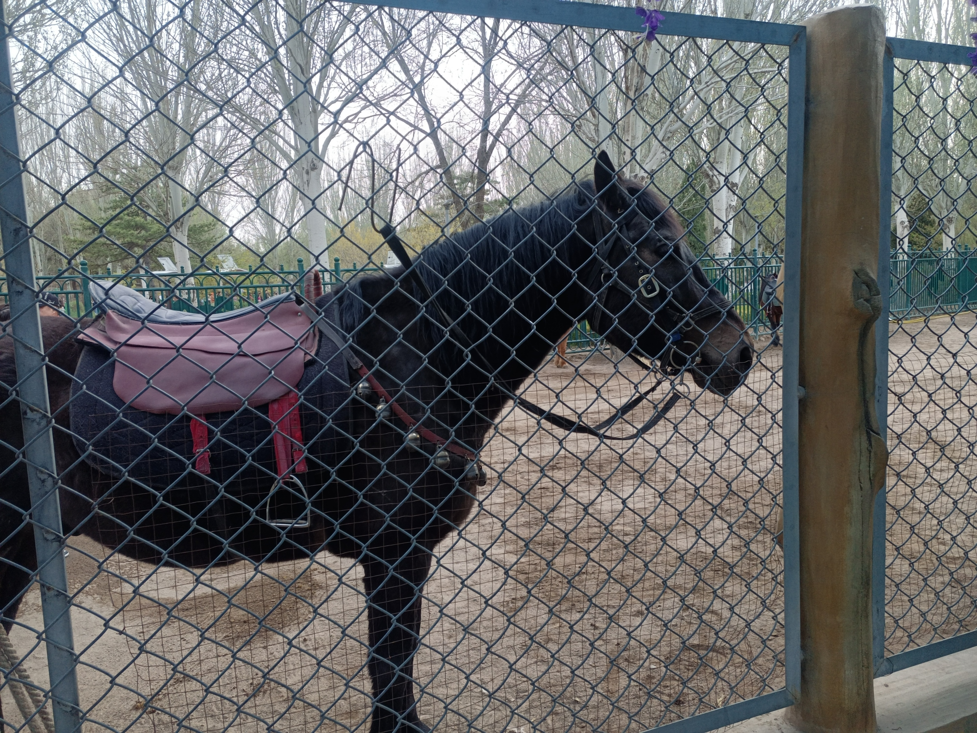 包头市动物园在哪里,包头劳动公园动物园