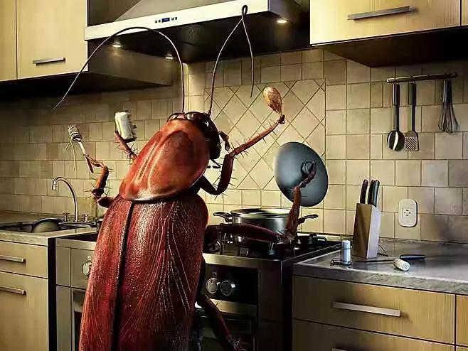 家里小强太多怎么消灭,家里的小强怎么防治