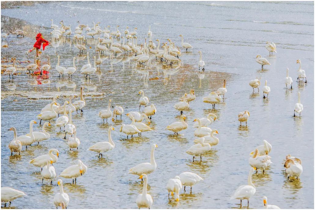 中国摄影艺术展获奖作品,北京国际摄影节获奖作品