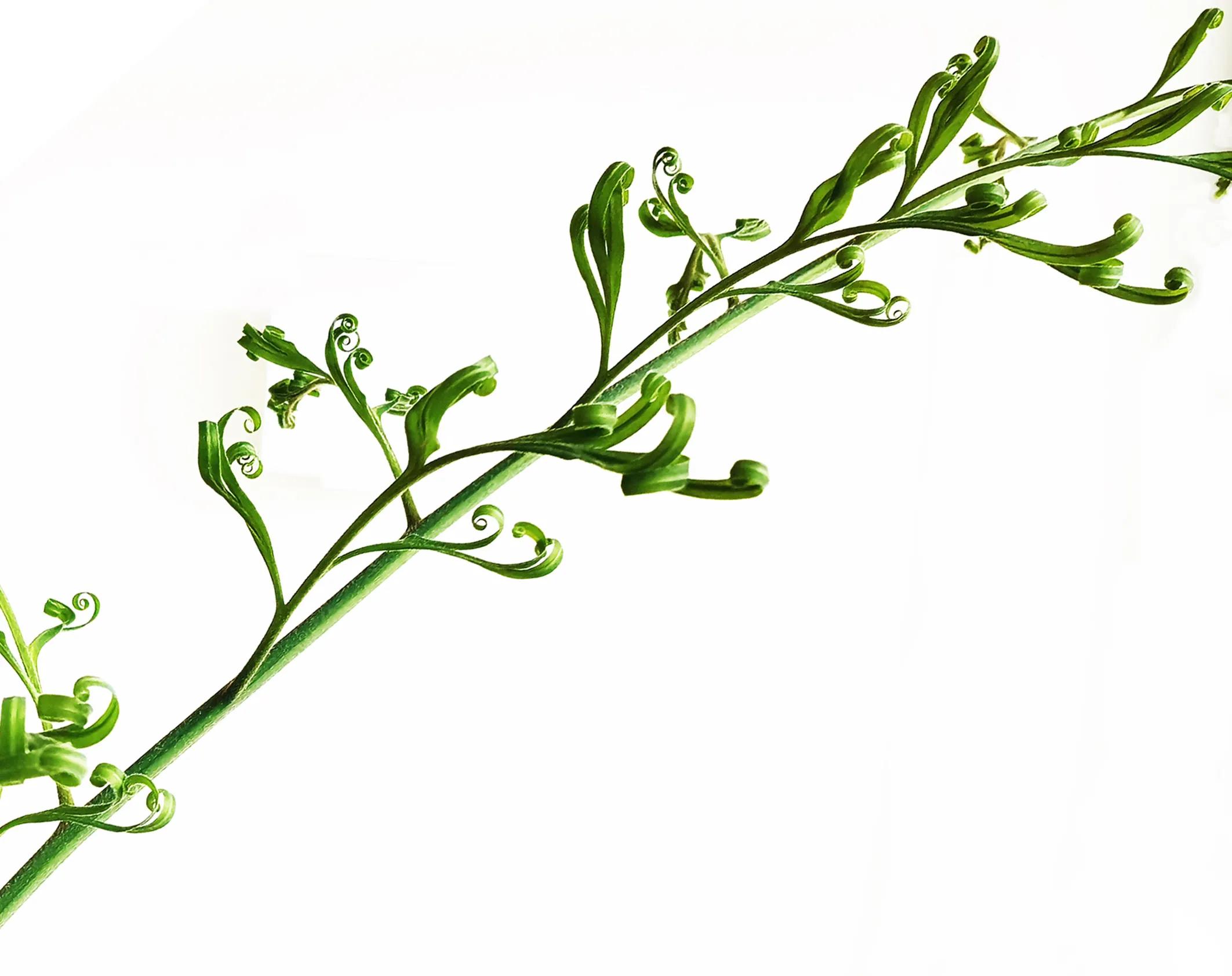 周易解读8,白话易经和易经有什么不同