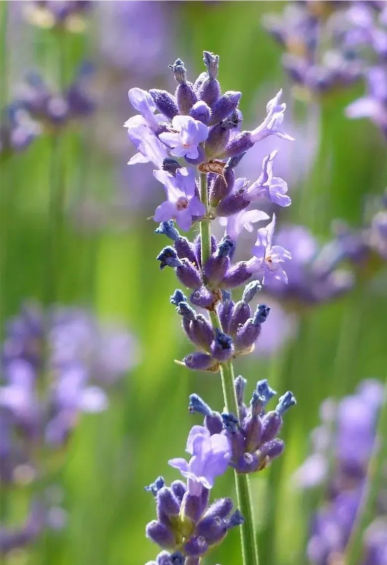 古人穿紫色衣服的象征意义,紫色的象征意义是什么