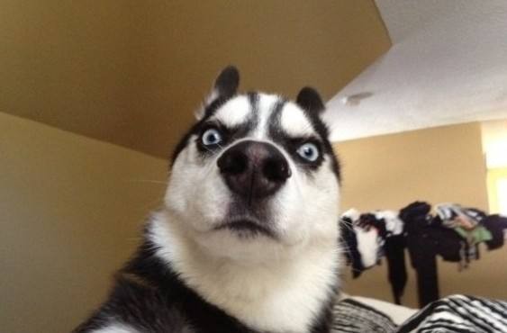 最正确的哈士奇饲养方法,哈士奇爱拆家怎么还那么多人养