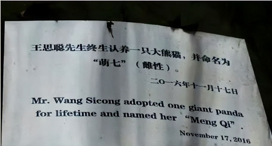 王思聪宠物狗一年花费上百万,王思聪的宠物狗