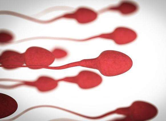 顽固性血精什么样子,什么叫顽固性血精