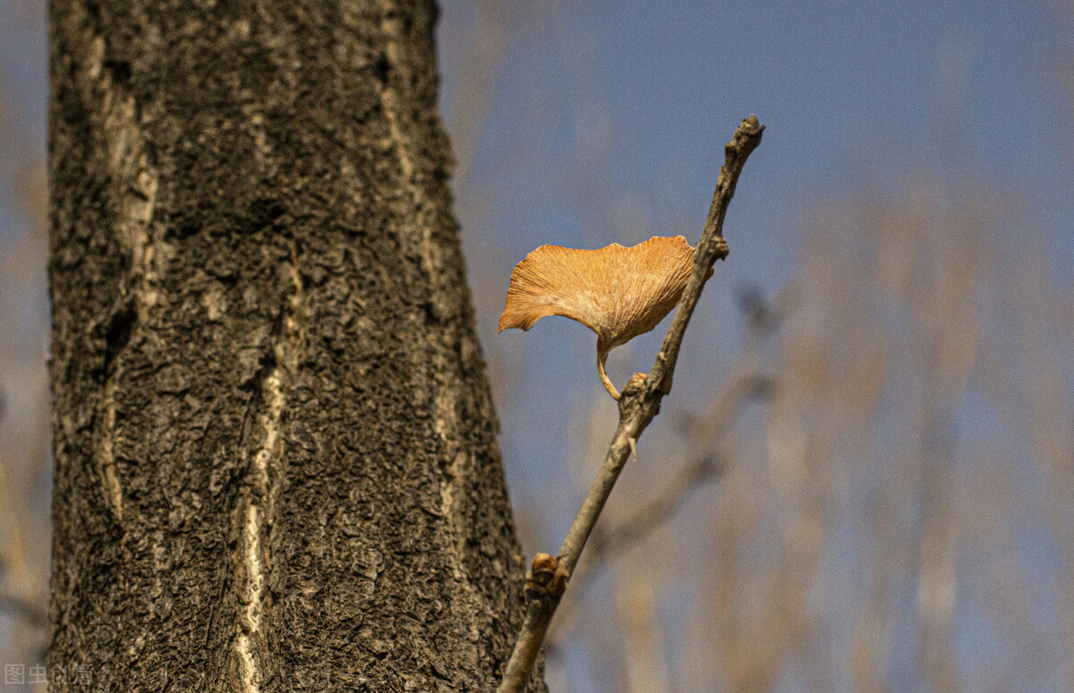 银杏为什么是最孤独的植物,最孤独的银杏