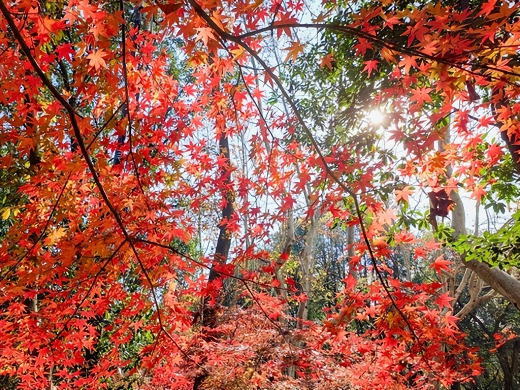 索尼xperiapro-i拍照排行,三星s21ultra与索尼xperiapro