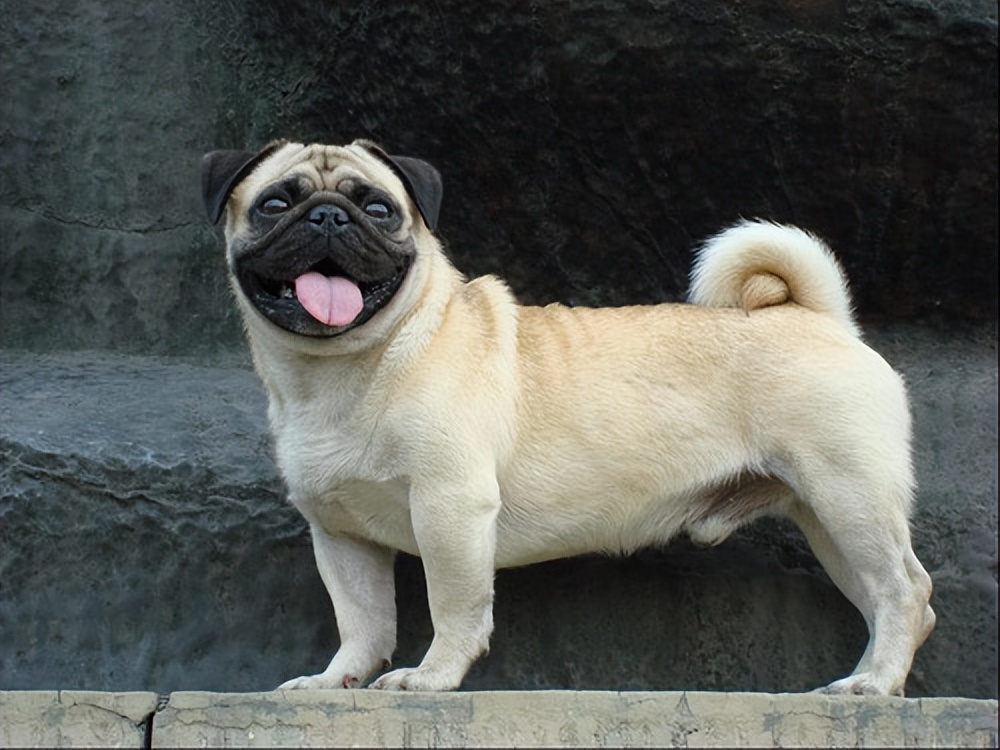 狗狗怀孕怎么才让狗狗快速生崽子,狗狗怀孕了怎么让它快点生