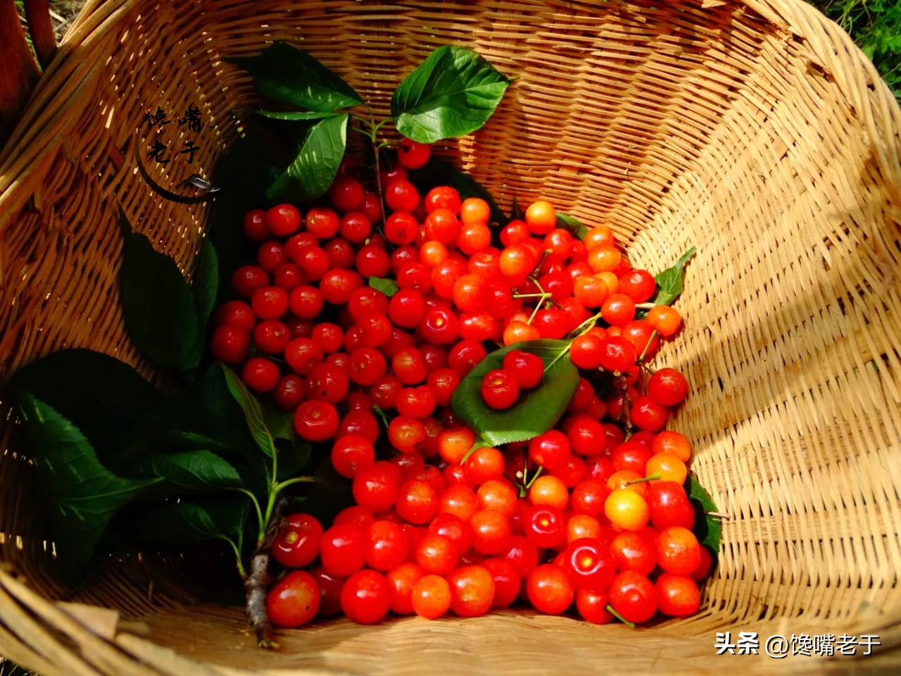 1.5阳吃什么能提高免疫力 (阴阳双补提高免疫力抵抗力)