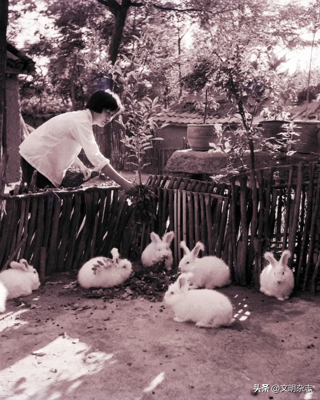 兔子来阳台,兔子来到新家