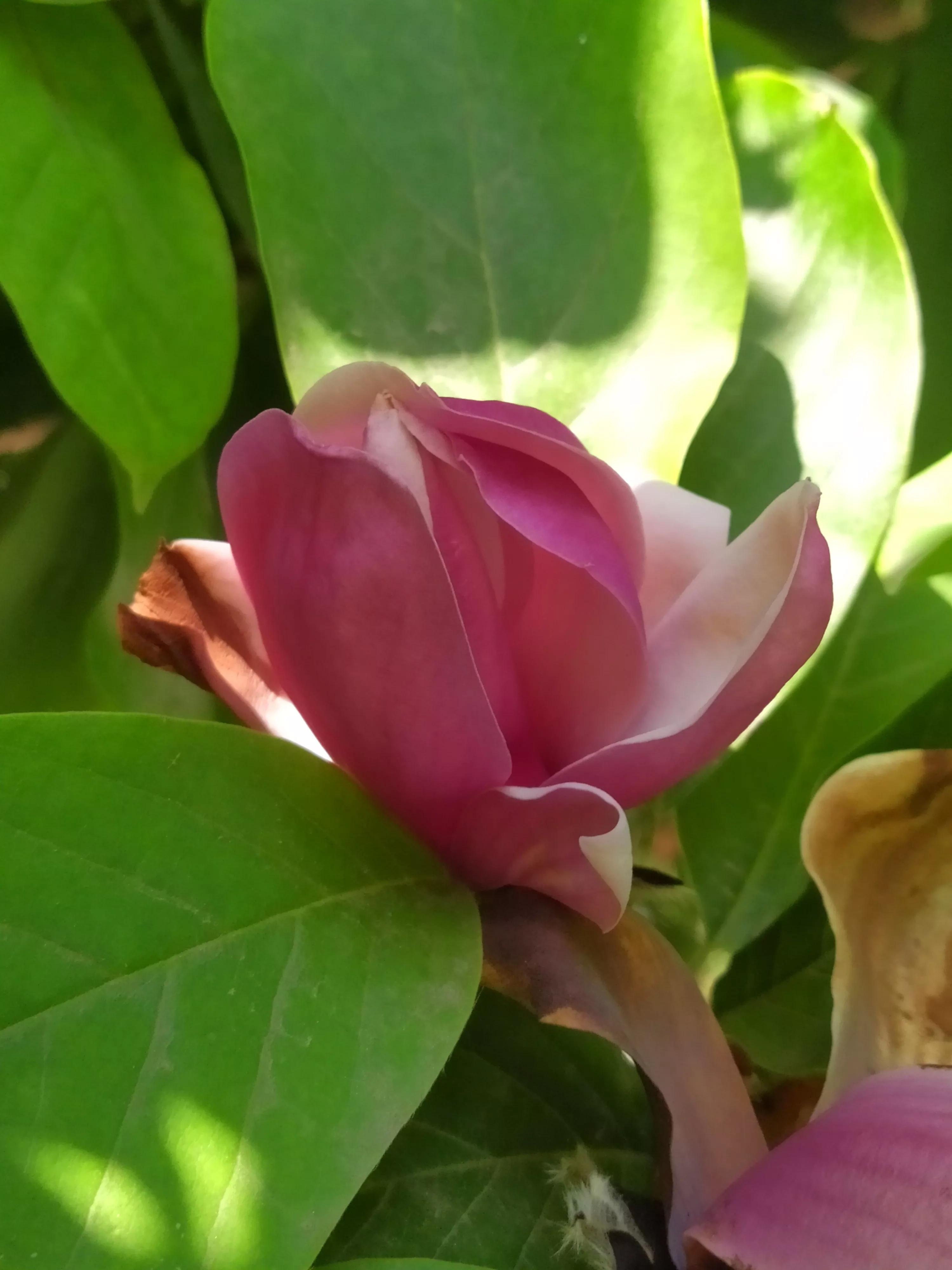 玉兰花的花期是几月份,玉兰花的花期在什么时间