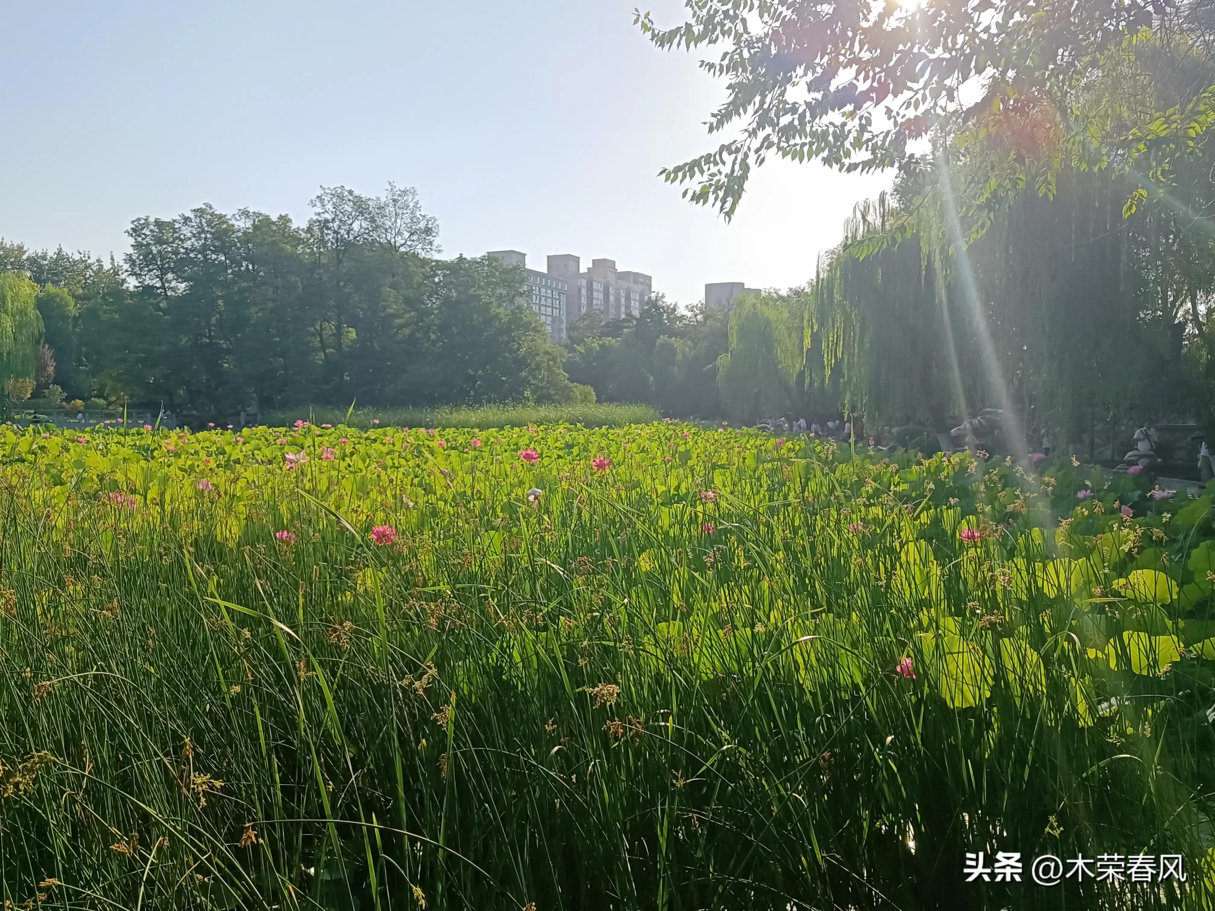 莲湖公园看荷花几点合适,莲湖公园荷花怎么走