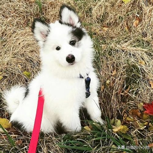 萨摩耶和哈士奇在一起会怎么样,萨摩耶跟哈士奇对比