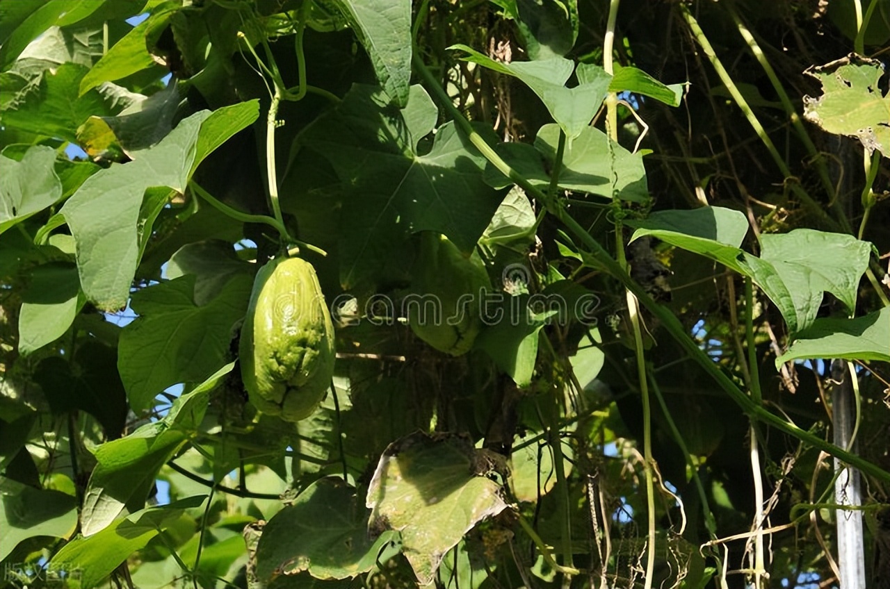 种植佛手瓜最佳时间,在家种植佛手瓜需要哪些条件