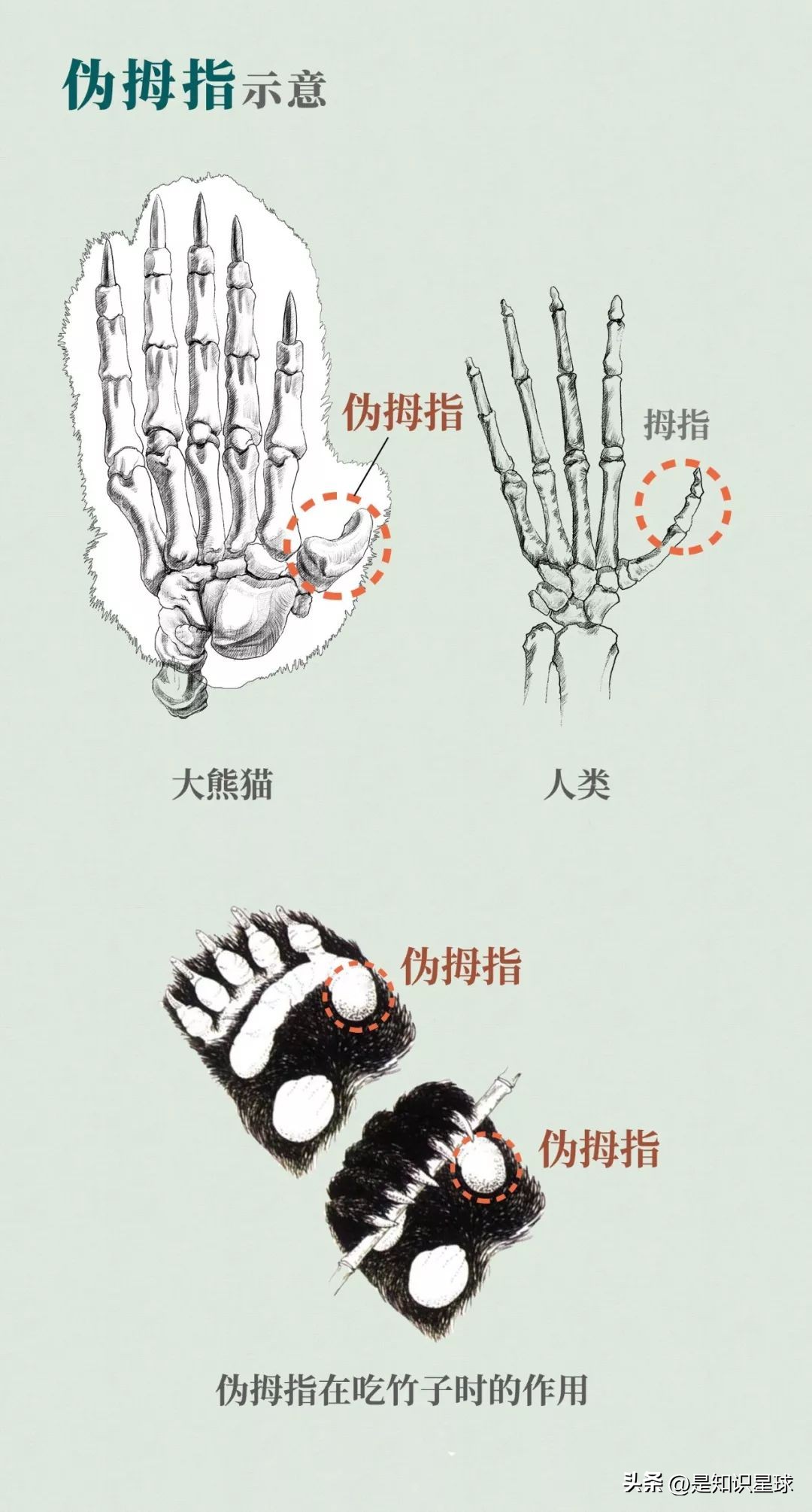 熊猫指头的特点,熊猫手指有几个指头