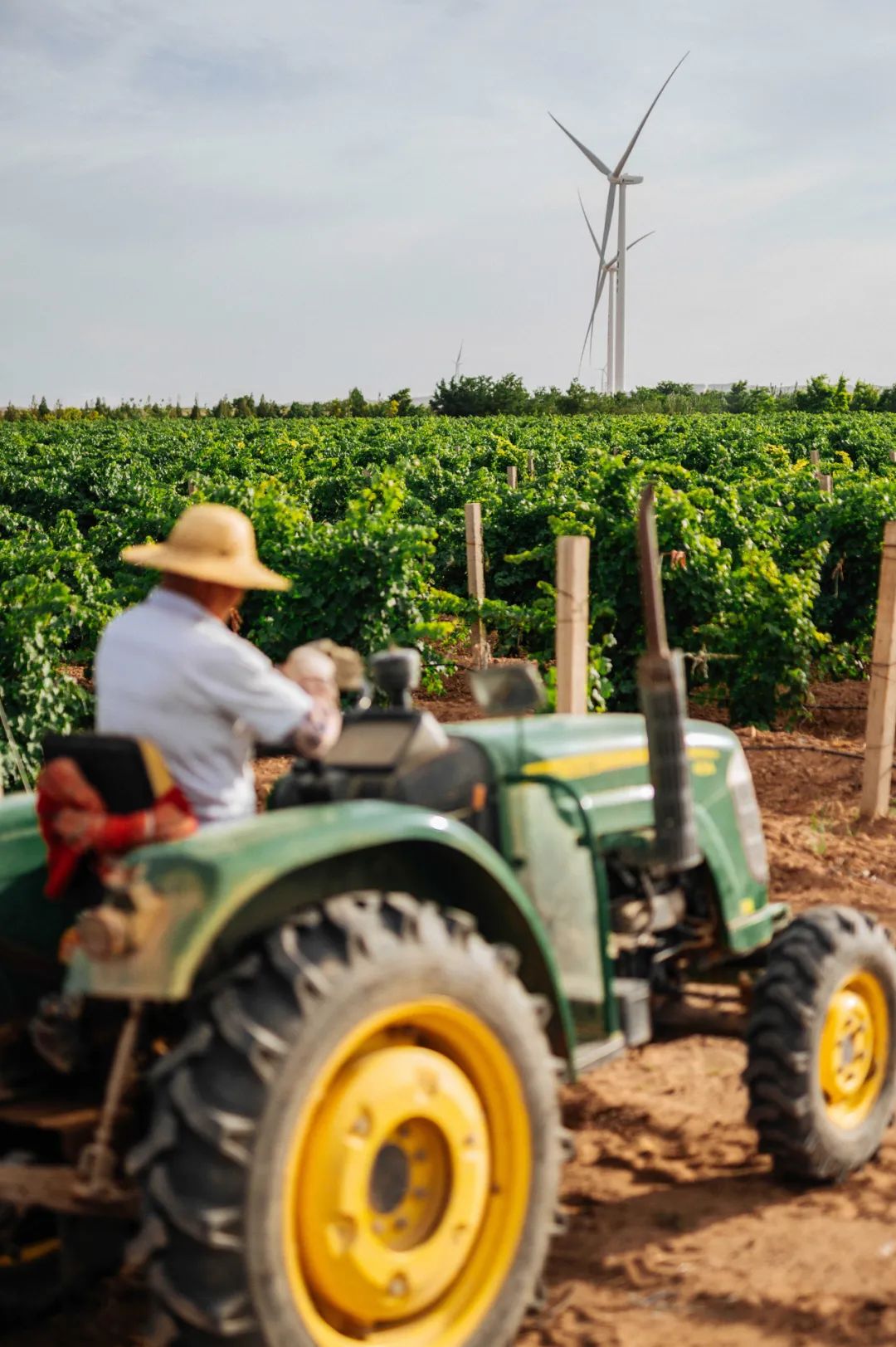 正和岛商界领导,正和岛董事长