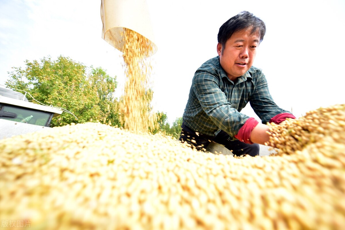 黑龙江大豆今天大豆期货价格,转基因大豆和非转基因大豆价格