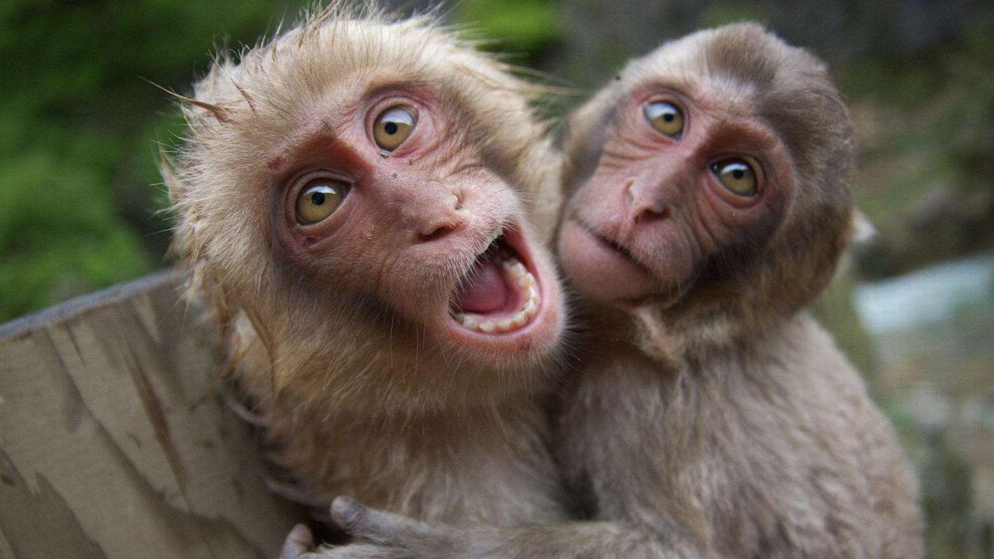 猴崽苦练猴爪功和铁砂掌，随母逃亡八年后竟然一掌成王|故事