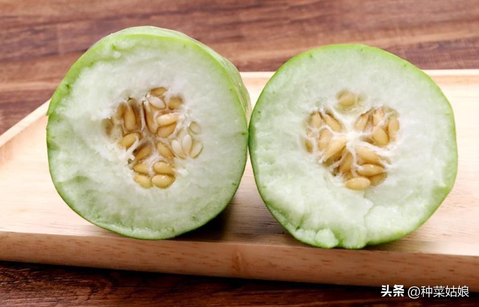 菜瓜怎么种植视频教程全集,露天菜瓜怎么整枝摘心打杈