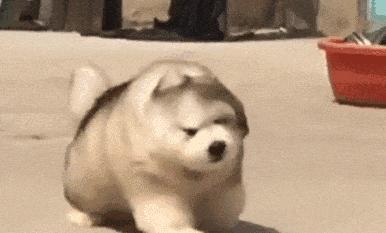 狗界十二大颜值,狗界公认美人