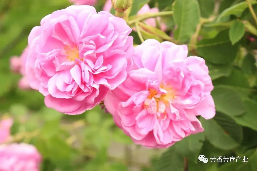 最有效果的美白精油,精油美白功效