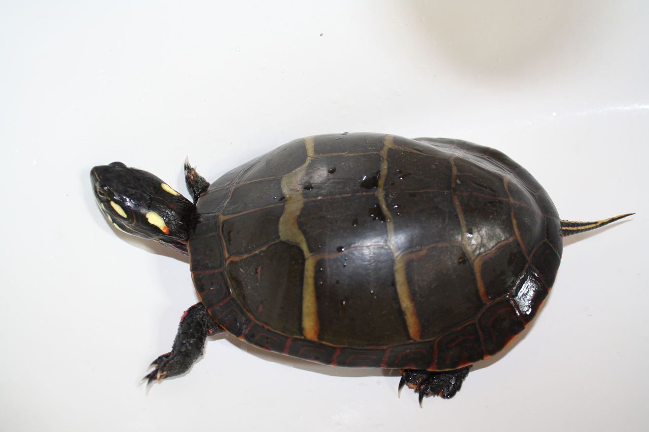 宠物乌龟饲养方法,宠物乌龟的饲养方法大全图解