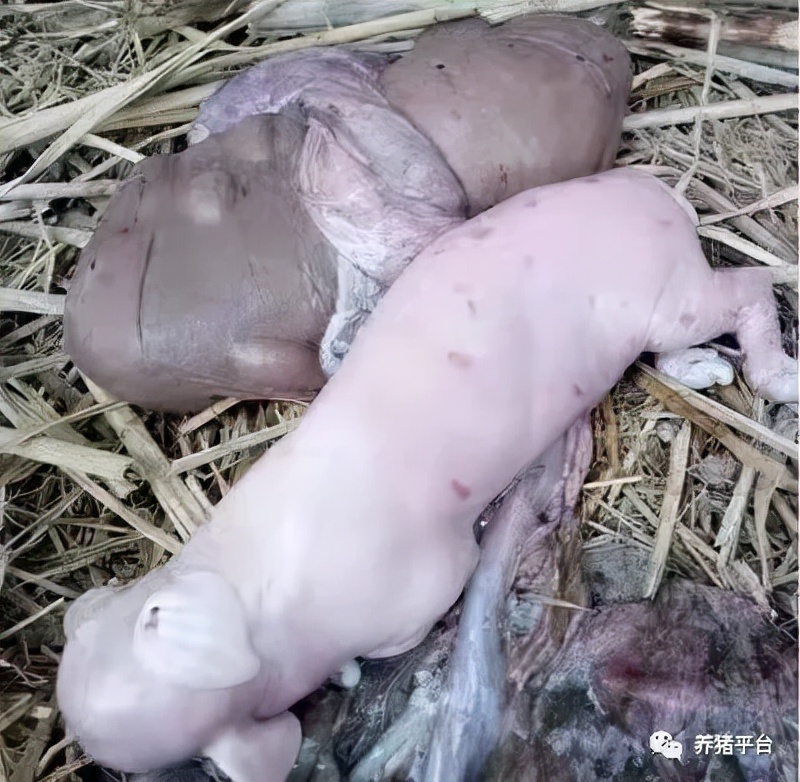 如何看母猪胎衣是否下完,母猪胎衣怎么判断猪病