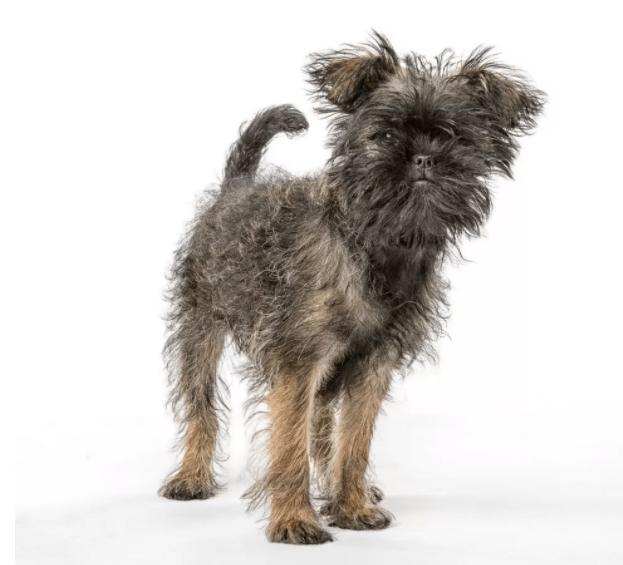 世界上最小的犬种排名,世界上最小的犬种是什么