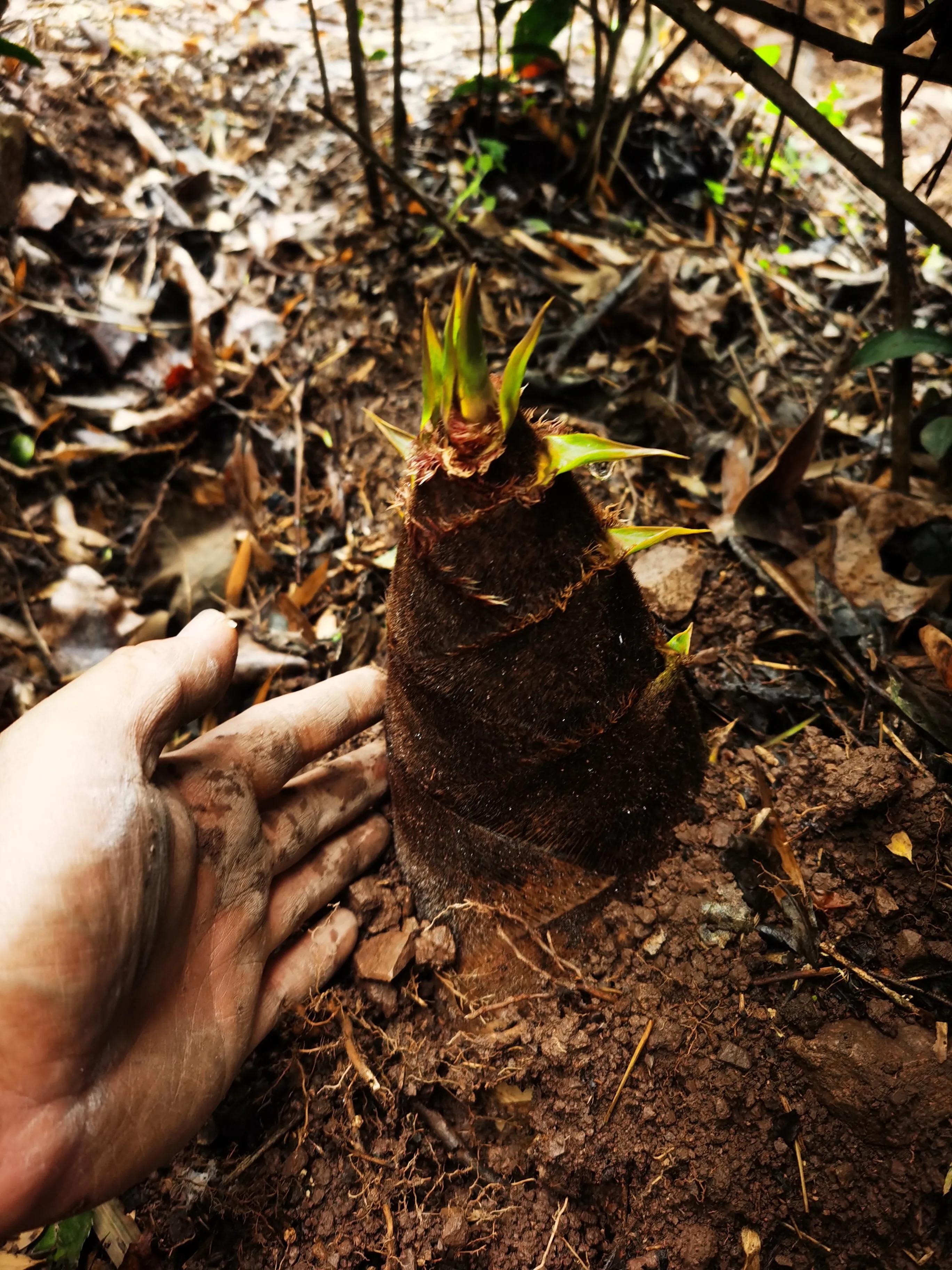 绍兴最好的笋丝梅干菜制作方法,浙江笋丝梅干菜的家常做法