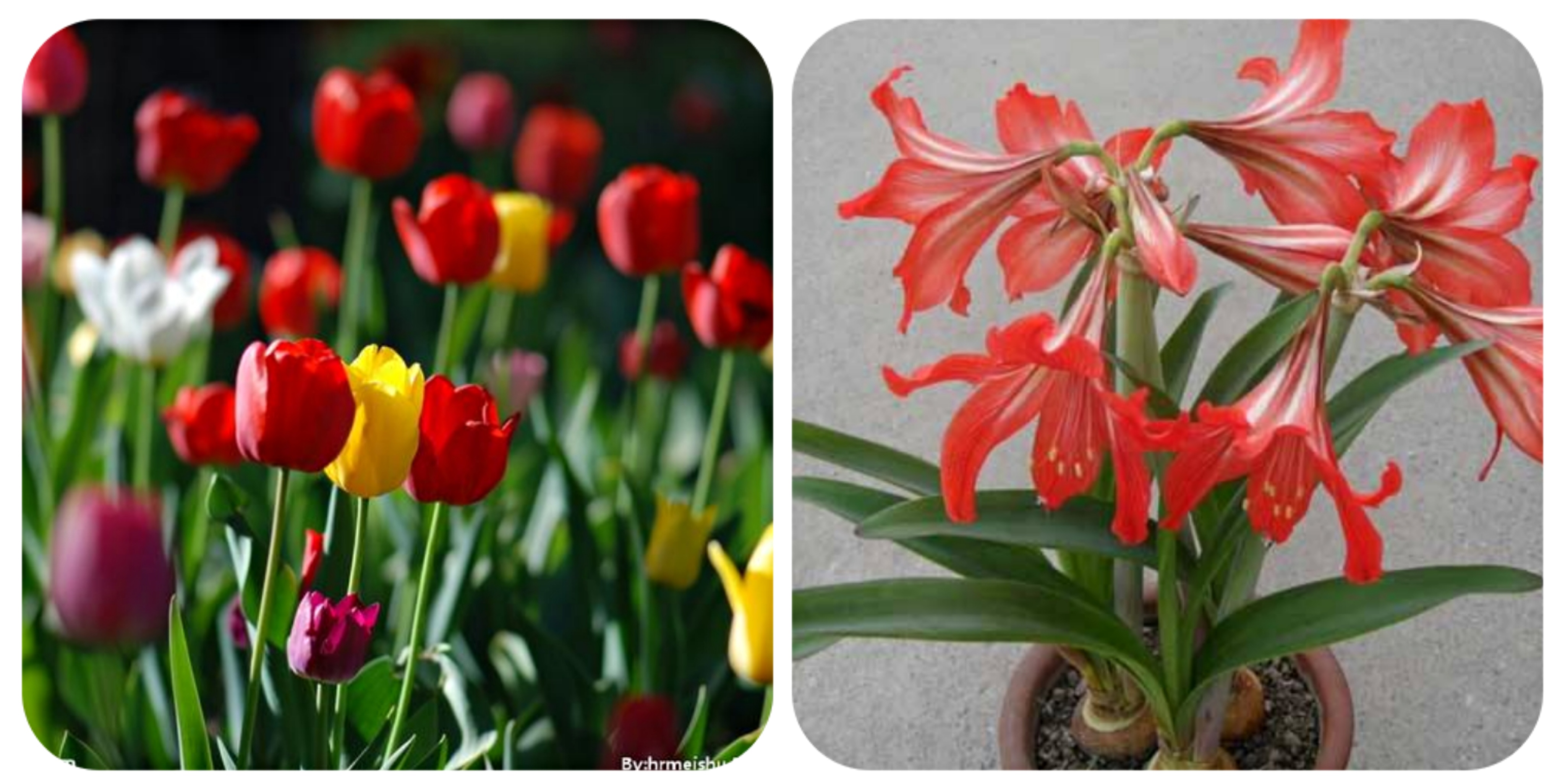 清明期间开的野花有哪些,清明节野花