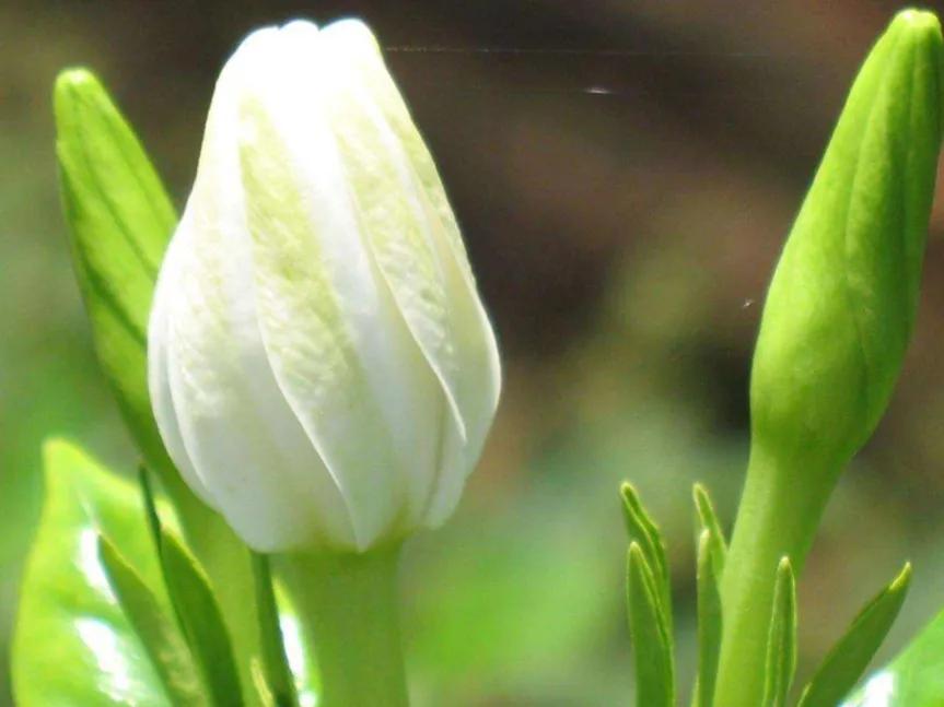 春夏之交，越来越多的花含苞欲放，这一百种娇媚蓓蕾真是美不胜收