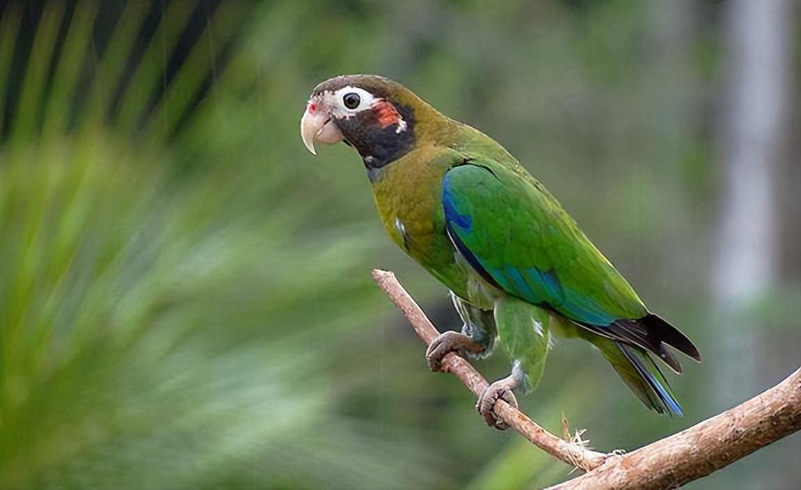 澳大利亚鹦鹉泛滥成灾,澳大利亚的鹦鹉泛滥