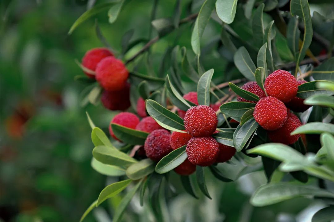 90后辞职回村种植中药材,90后夫妻放弃城市工作回乡当果农