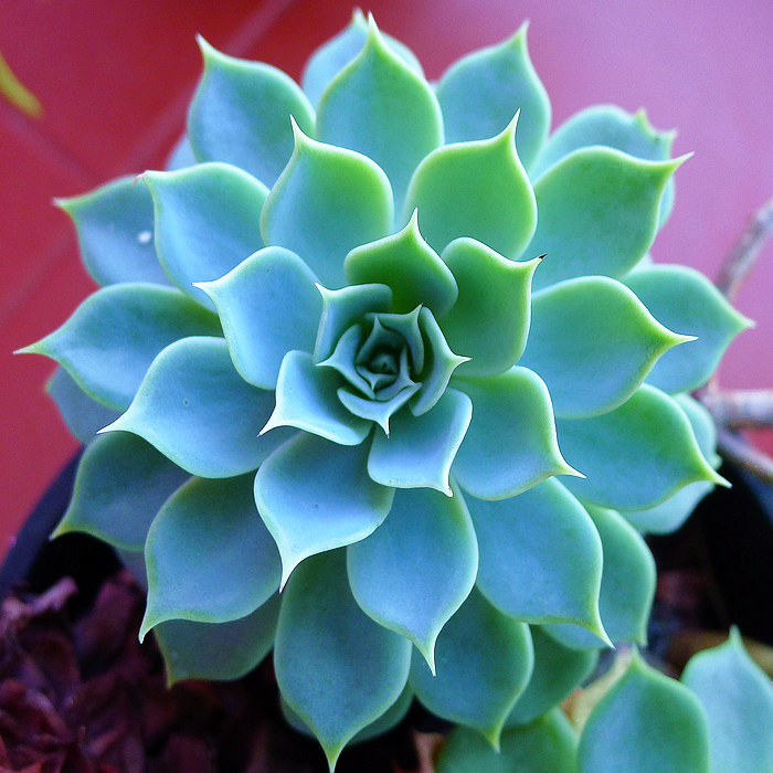 三年前很贵的普货多肉,曾经昂贵的多肉品种有哪些