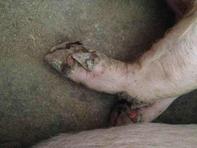 骨软骨病怎么回事,骨软骨病的原因及治疗