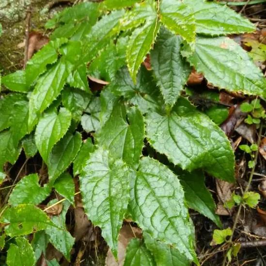 淫羊藿农村地里能找到吗,北方有淫羊藿的植物图片