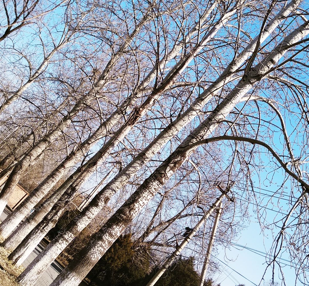 春日漫步随拍,春日漫步