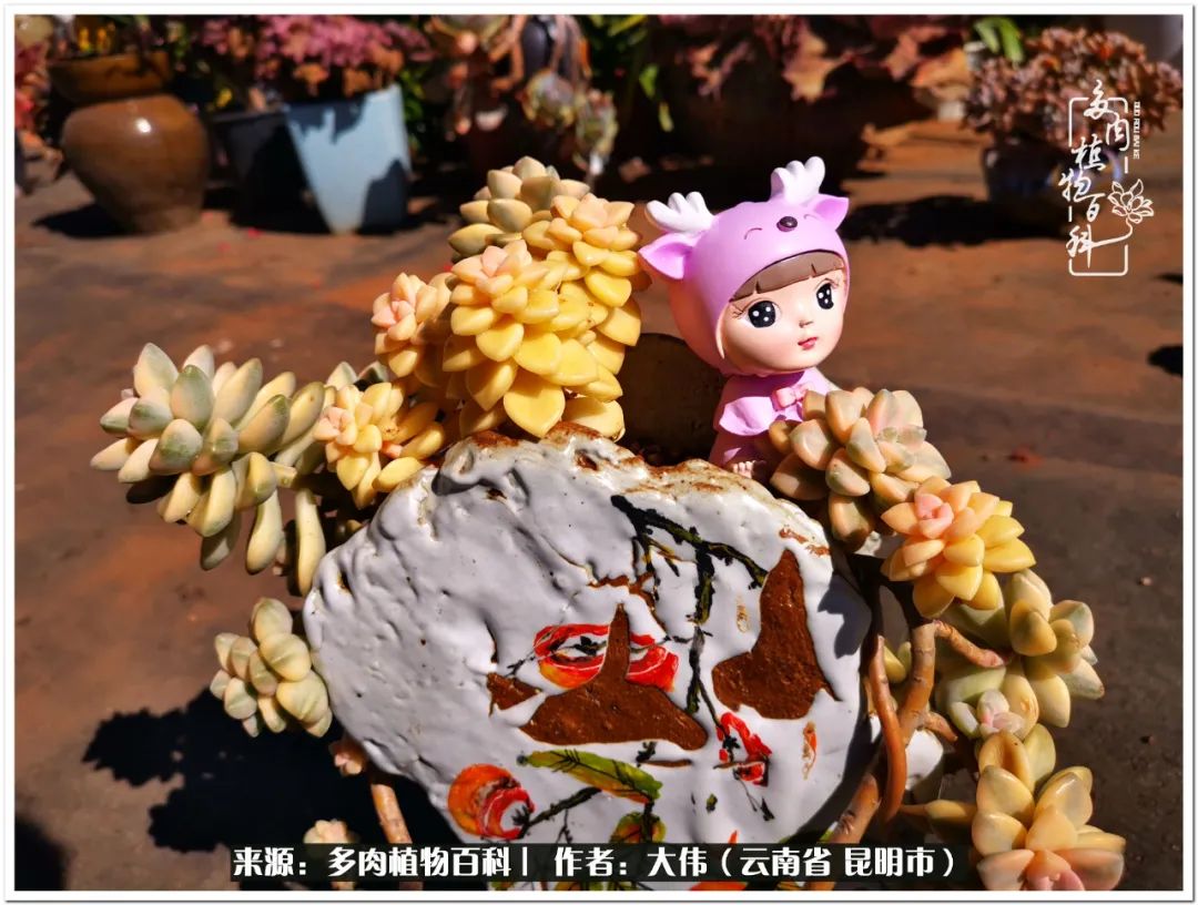 多肉的美在于姹紫嫣红,多肉年年开花